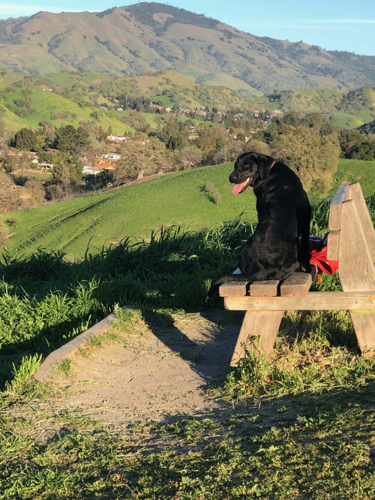 Peaceful natural landscape used in outdoor therapy sessions Walnut Creek CA